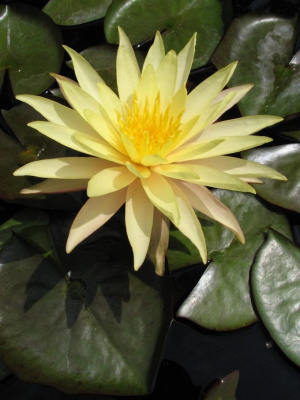 Нимфея Банг Пра - персиково- желтая, крупный сорт